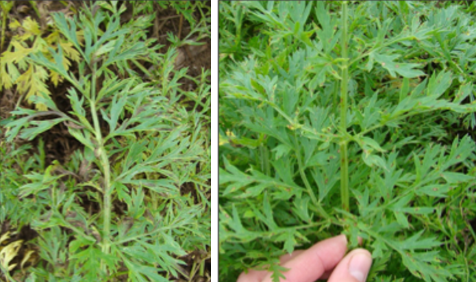 Two side-by-side images of carrot plants displaying symptoms of foliar disease. Leaves show yellowing, brown lesions, and overall plant stress, consistent with common foliar blights.